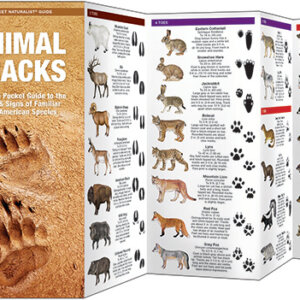 Animal Tracks & Traces Field Nature Guide (North America)